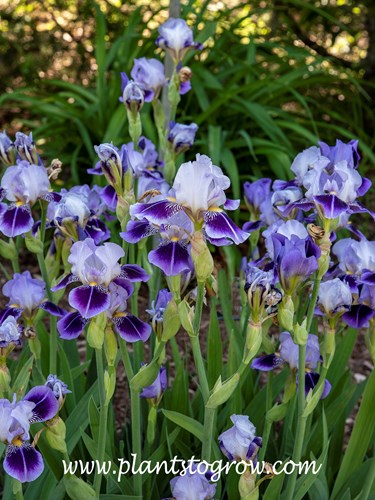 'Dividing Line' Miniature Tall Bearded Iris